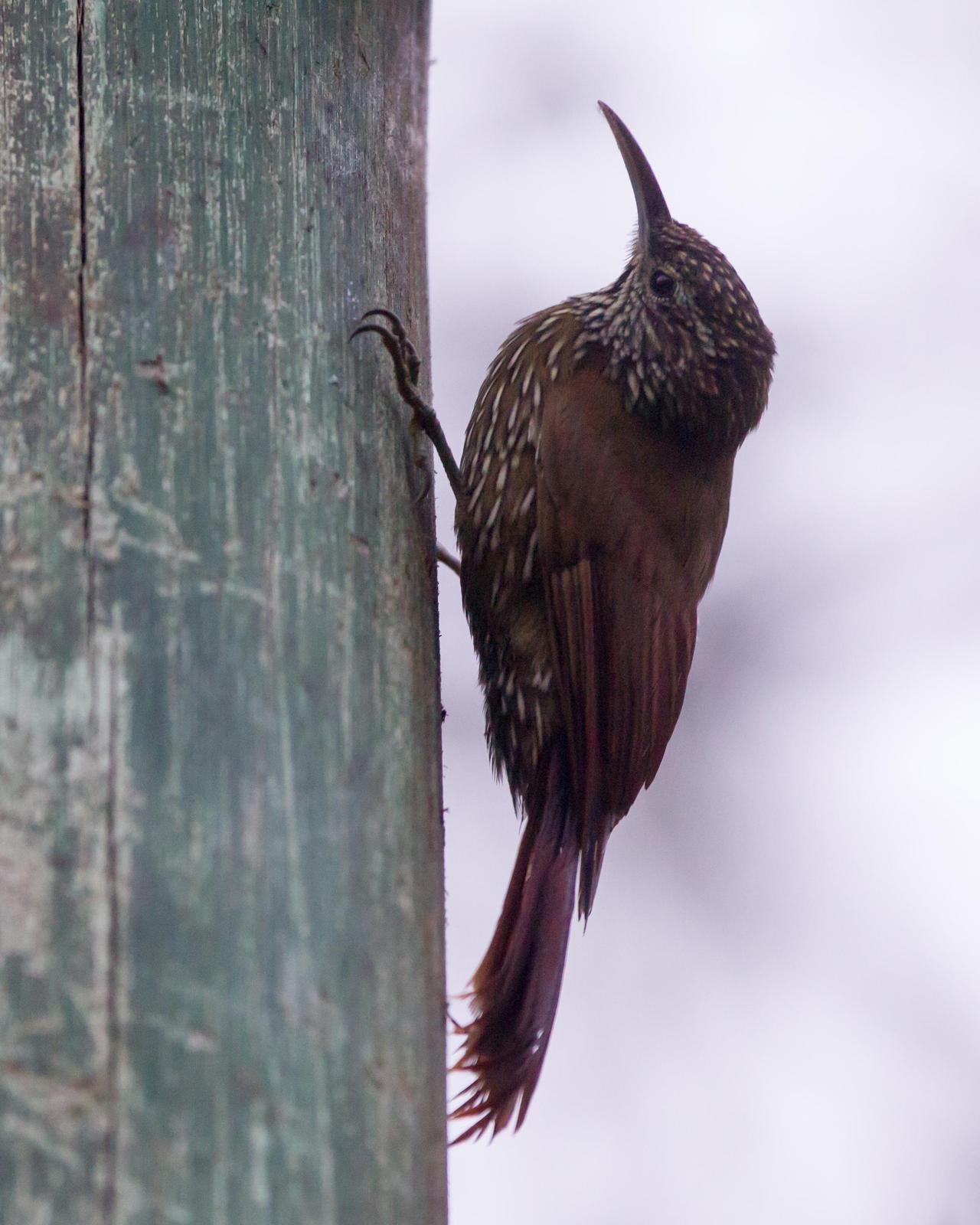 Montane Woodcreeper Photo by Kevin Berkoff