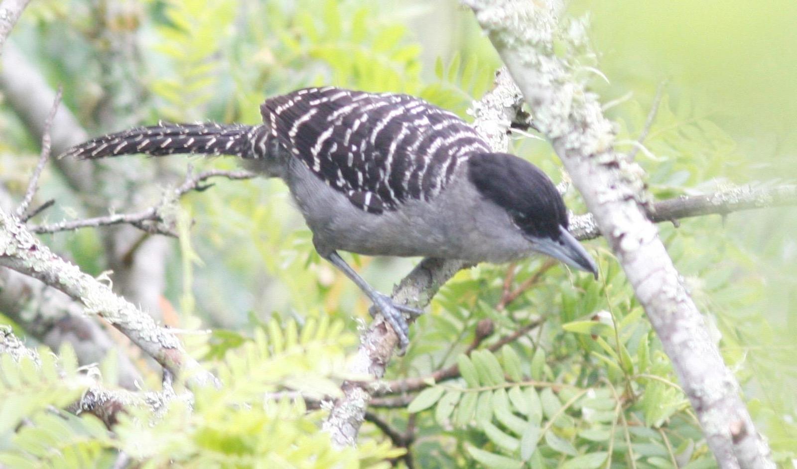 Giant Antshrike Photo by Andre  Moncrieff
