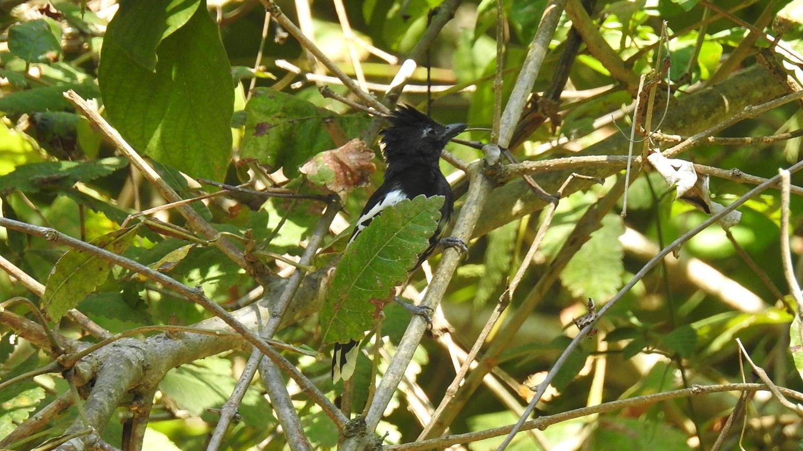 Black-backed Antshrike Photo by Julio Delgado