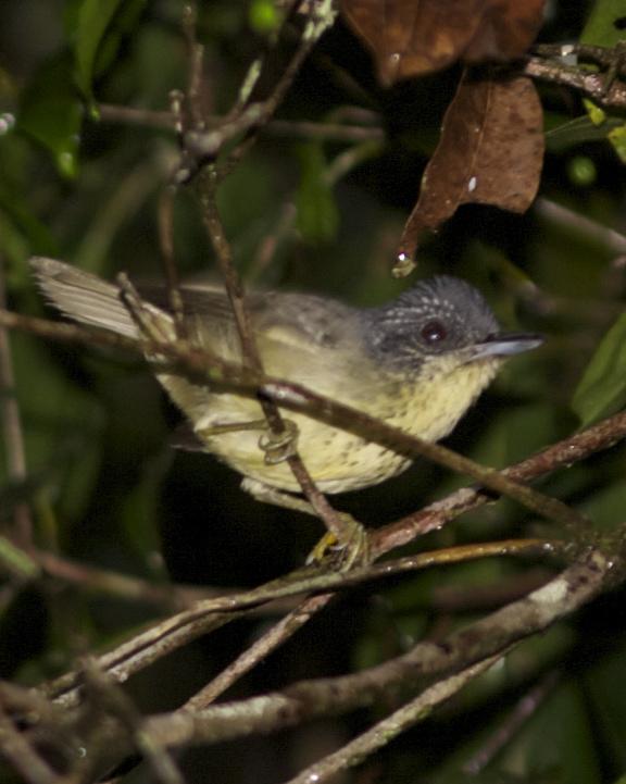 Spot-breasted Antvireo Photo by Marcelo Padua
