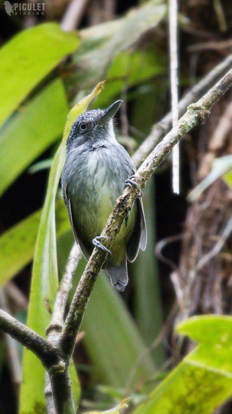 Spot-crowned Antvireo Photo by Julio Delgado