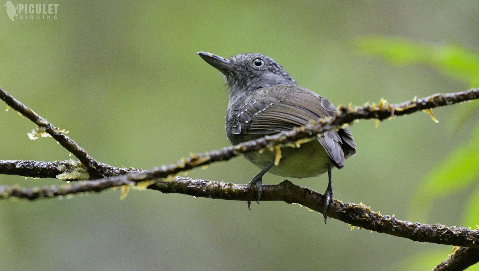 Spot-crowned Antvireo Photo by Julio Delgado