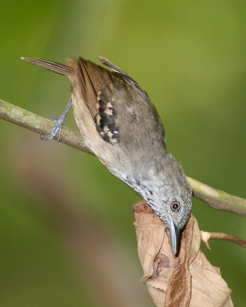 Checker-throated Stipplethroat Photo by Robert Lewis