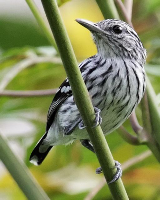 Pacific Antwren Photo by Nick Athanas