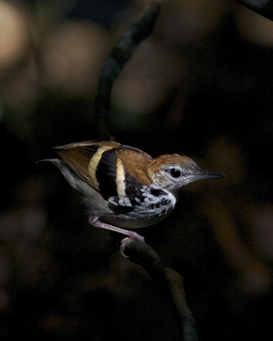 Banded Antbird Photo by Marcelo Padua