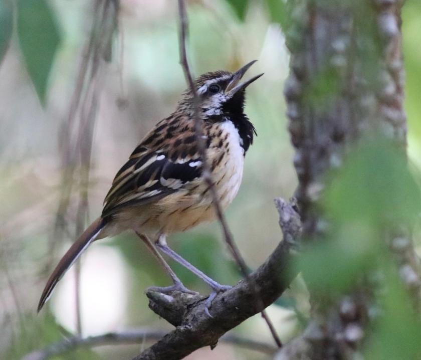 Stripe-backed Antbird Photo by Andre  Moncrieff