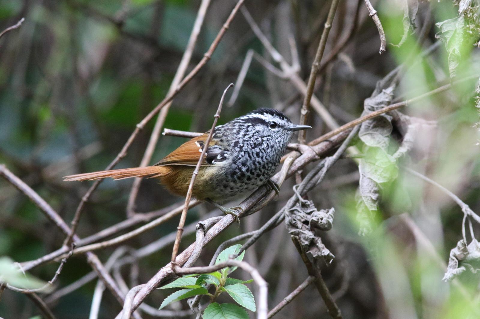 Rufous-tailed Antbird Photo by Marcelo Padua