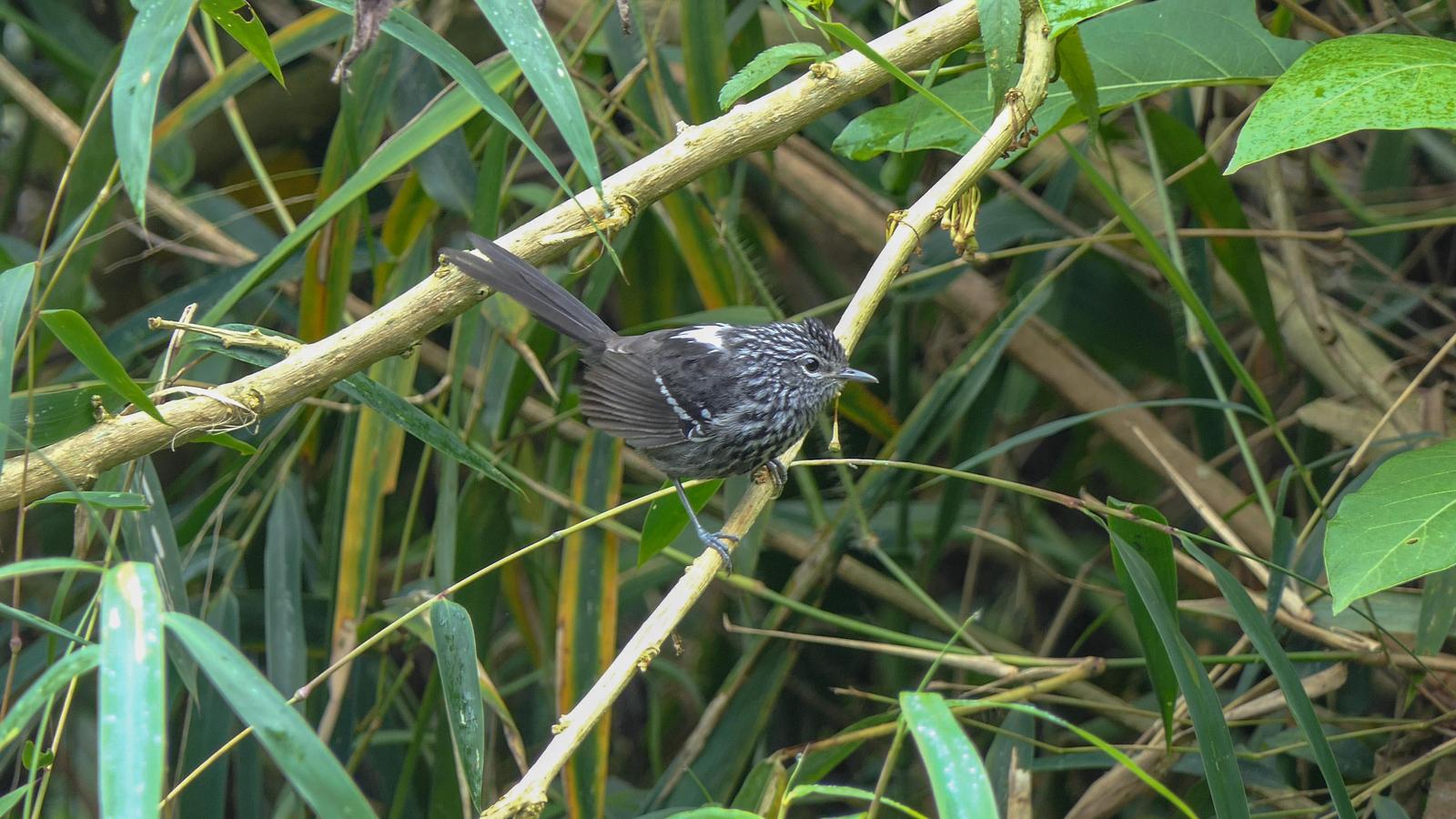 Dusky-tailed Antbird Photo by Randy Siebert