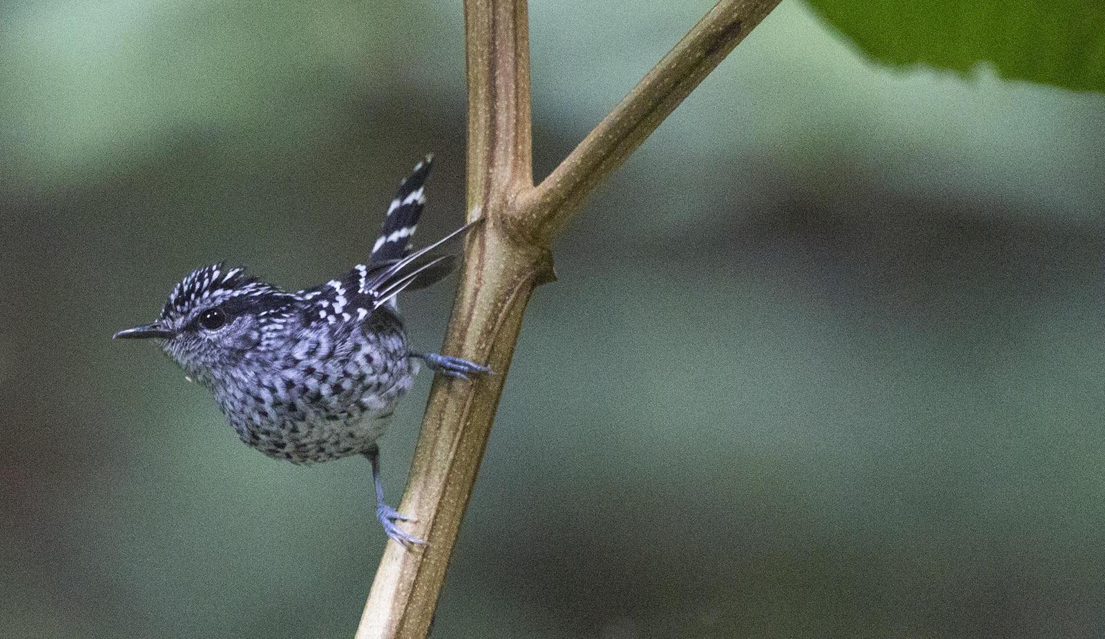 Scaled Antbird Photo by José Mauro  Costa Monteiro 