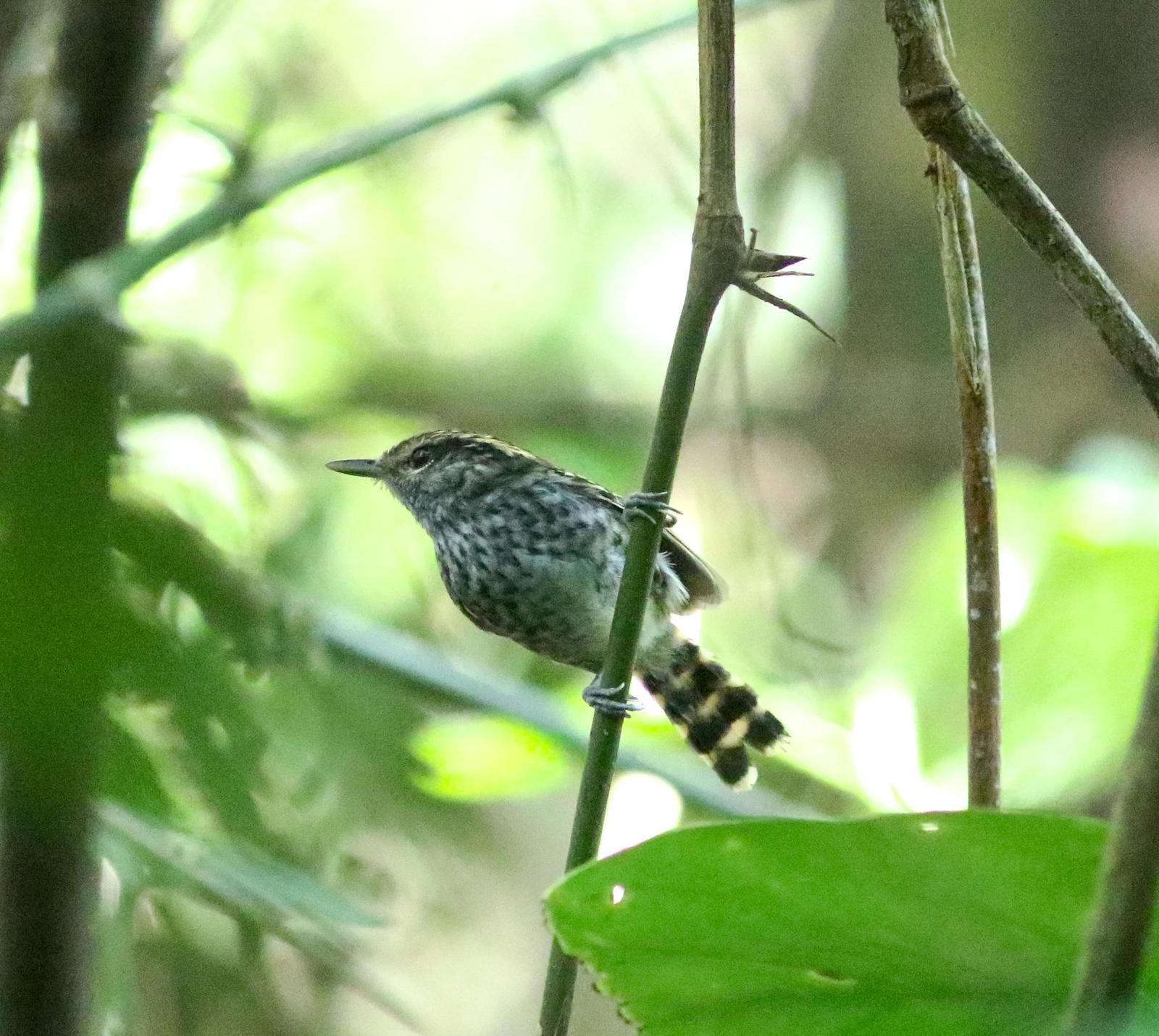 Scaled Antbird Photo by Leonardo Garrigues