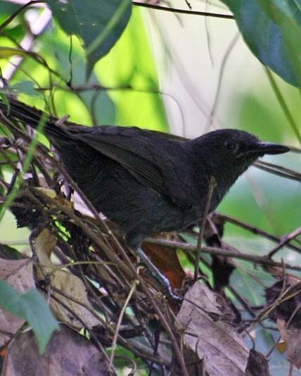 Blackish Antbird Photo by Sheridan Coffey