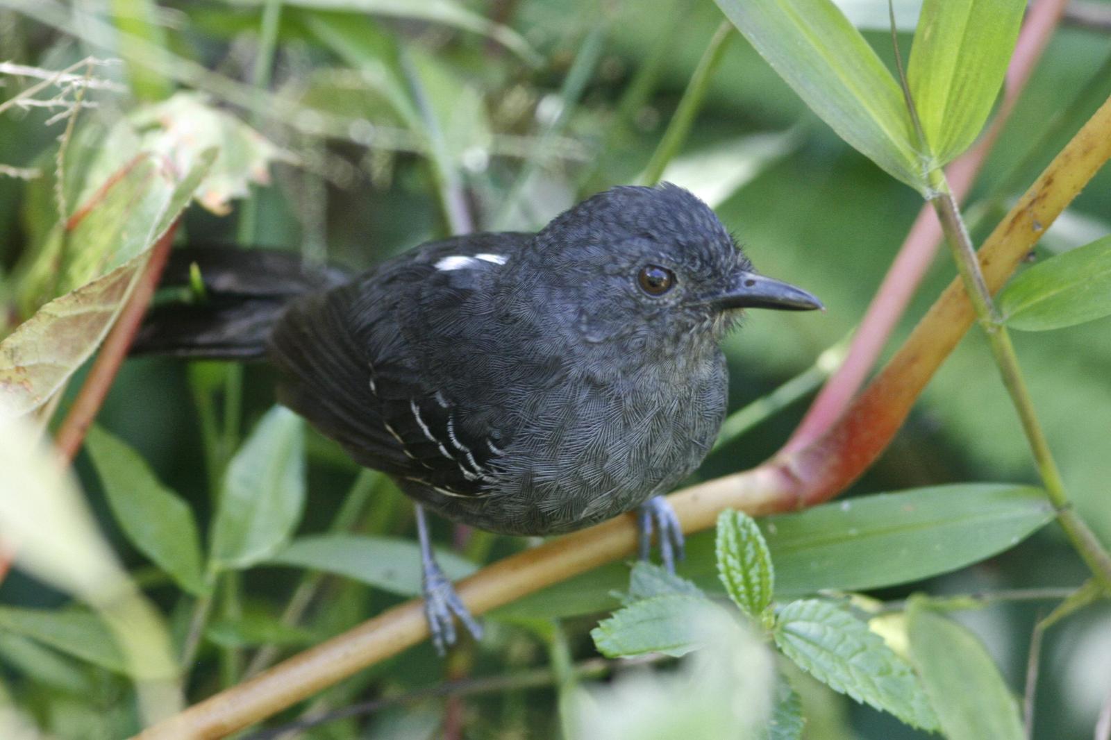 Blackish Antbird Photo by Oscar Johnson