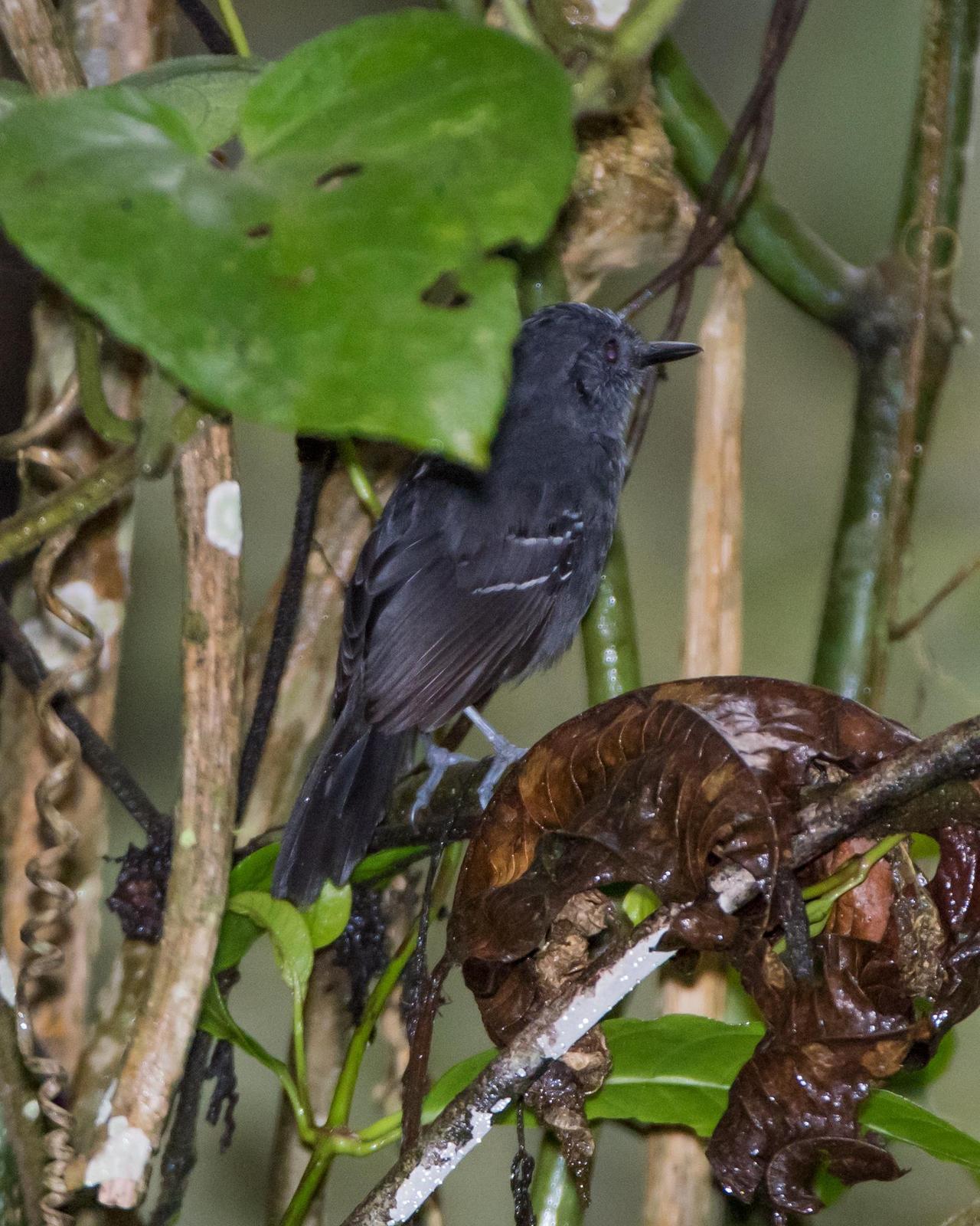 Blackish Antbird Photo by Harold Davis