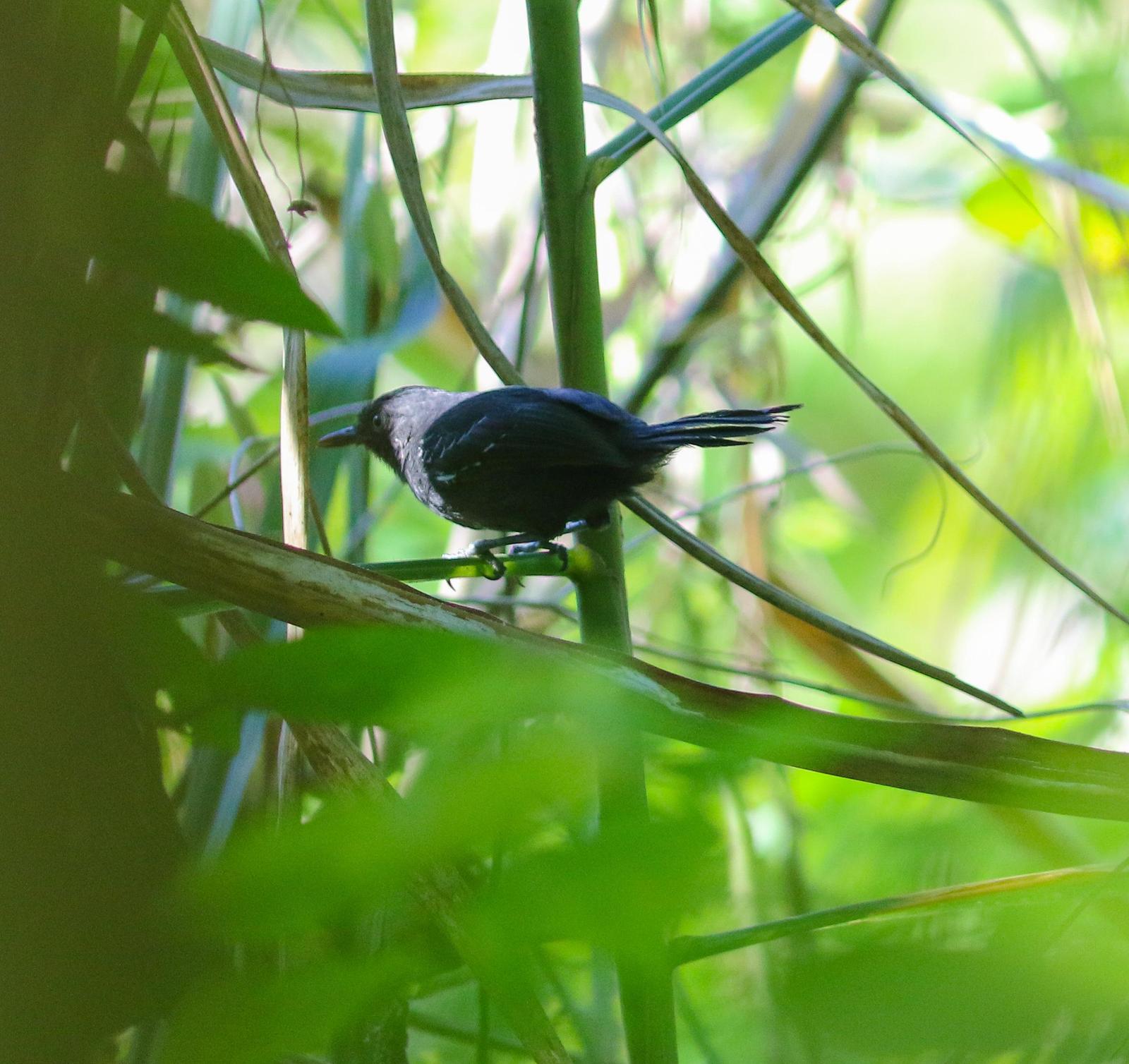 Riparian Antbird Photo by Leonardo Garrigues