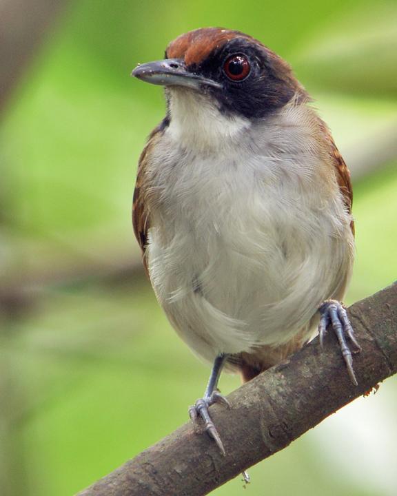 Ash-breasted Antbird Photo by Nick Athanas