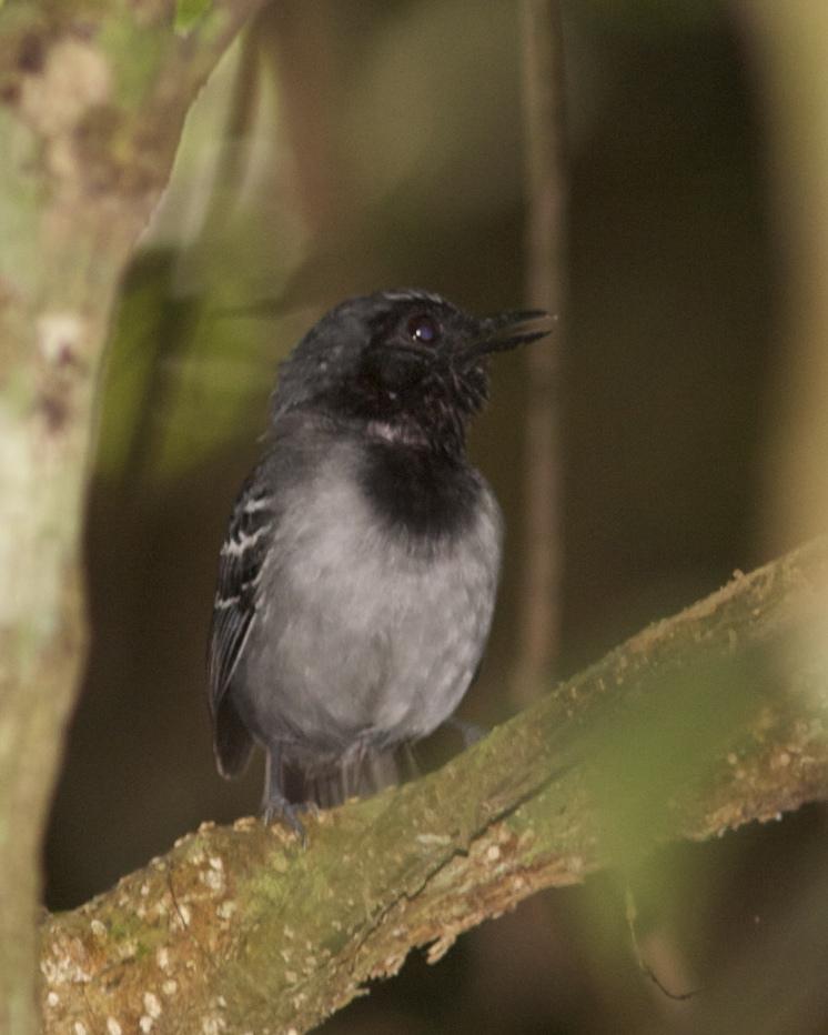 Black-faced Antbird Photo by Marcelo Padua