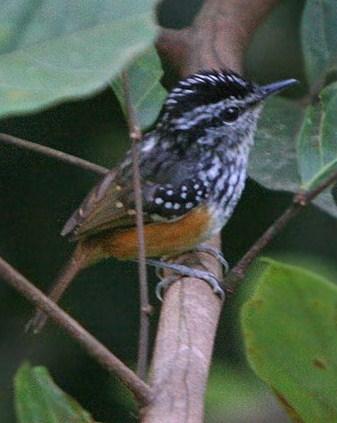 Guianan Warbling-Antbird Photo by Sheridan Coffey