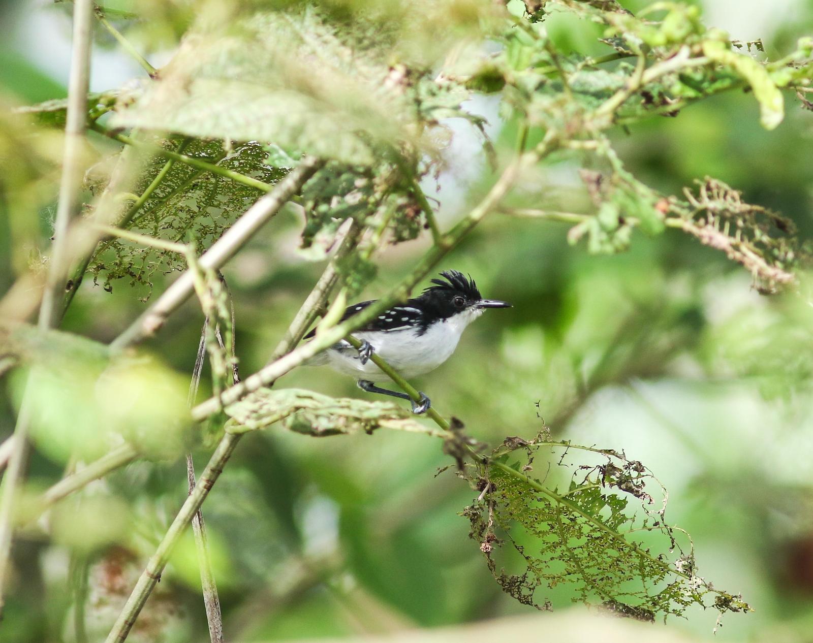 Black-and-white Antbird Photo by Leonardo Garrigues