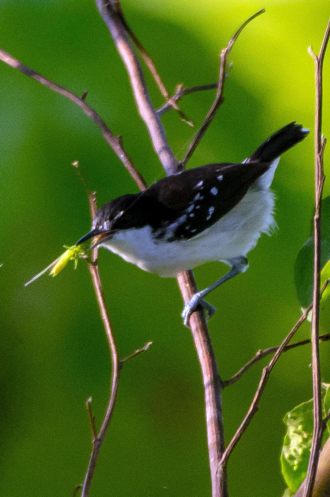 Black-and-white Antbird Photo by Phil Kahler