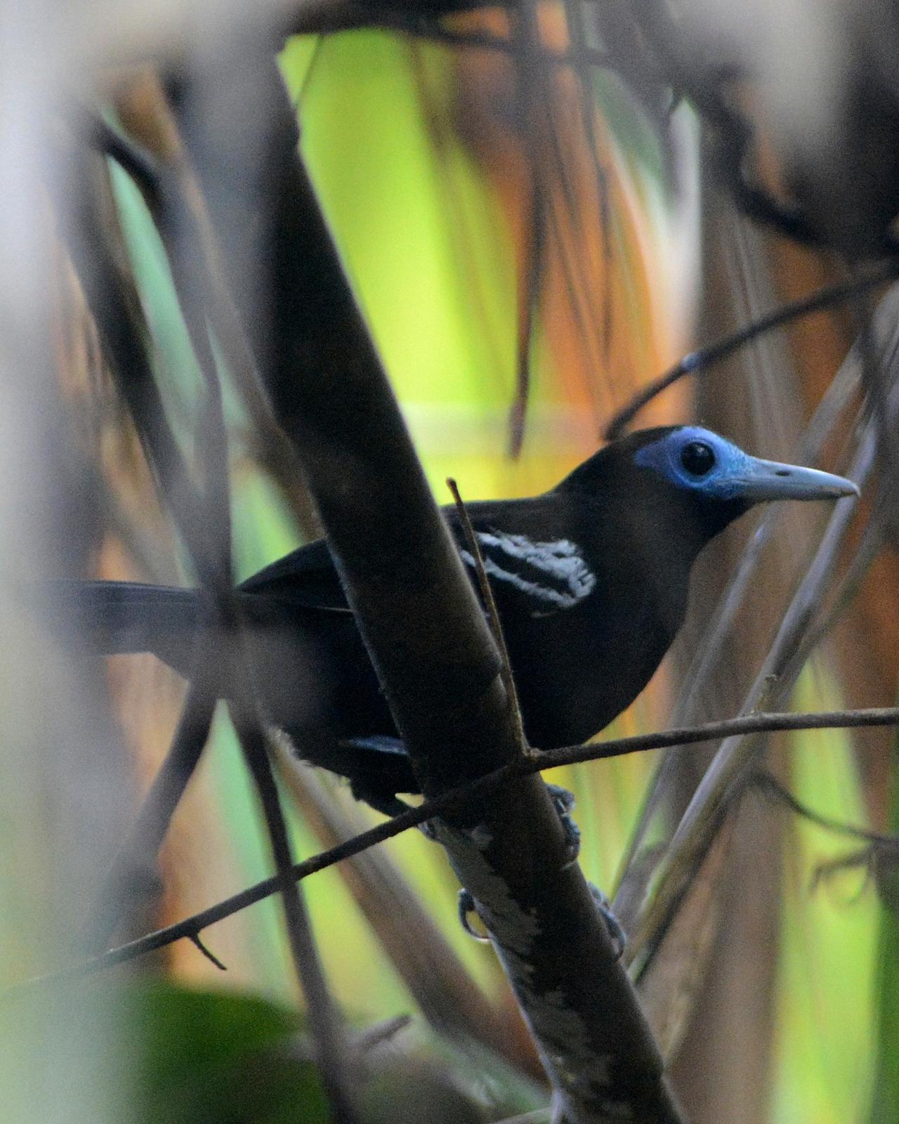 Bare-crowned Antbird Photo by David Hollie