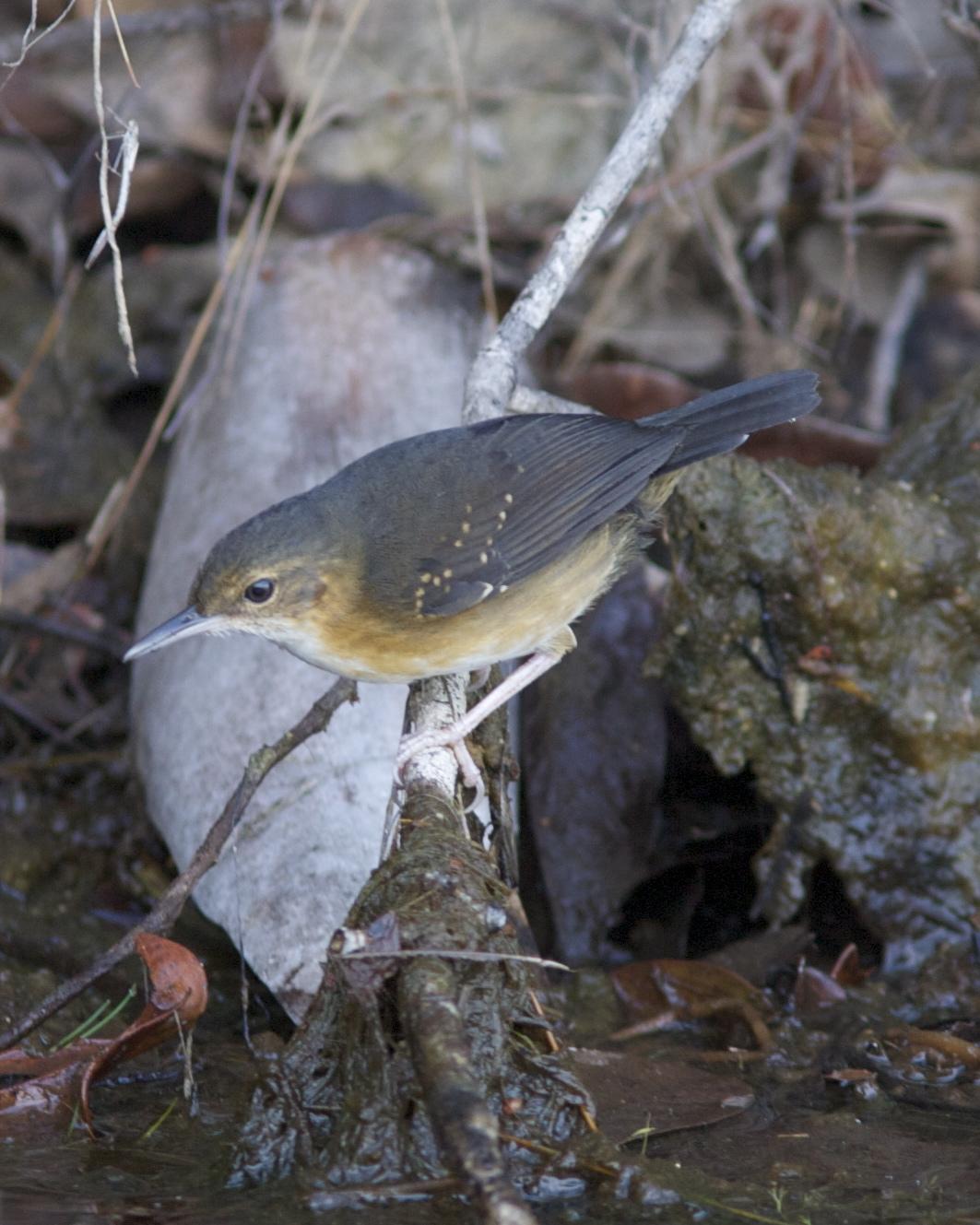 Silvered Antbird Photo by Marcelo Padua