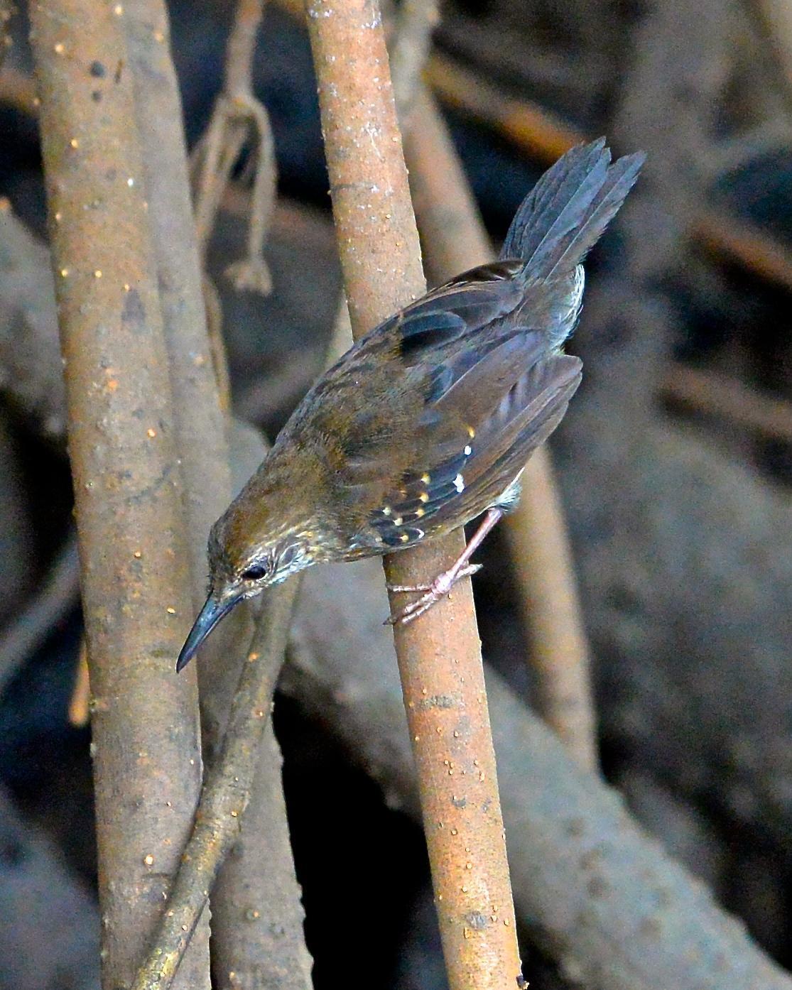 Silvered Antbird Photo by Gerald Friesen