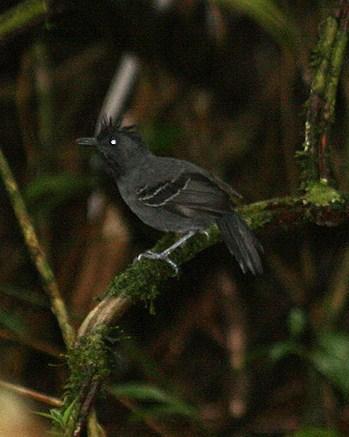 Black-headed Antbird Photo by Sheridan Coffey
