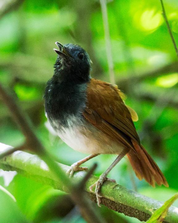 White-bellied Antbird Photo by Nick Athanas