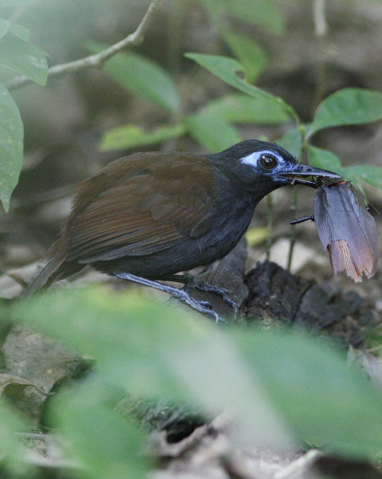 Chestnut-backed Antbird Photo by Oscar Johnson