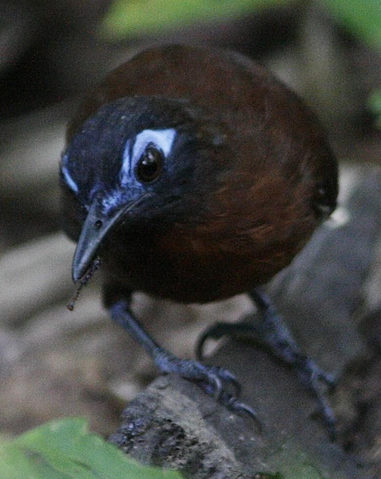 Chestnut-backed Antbird Photo by Oscar Johnson