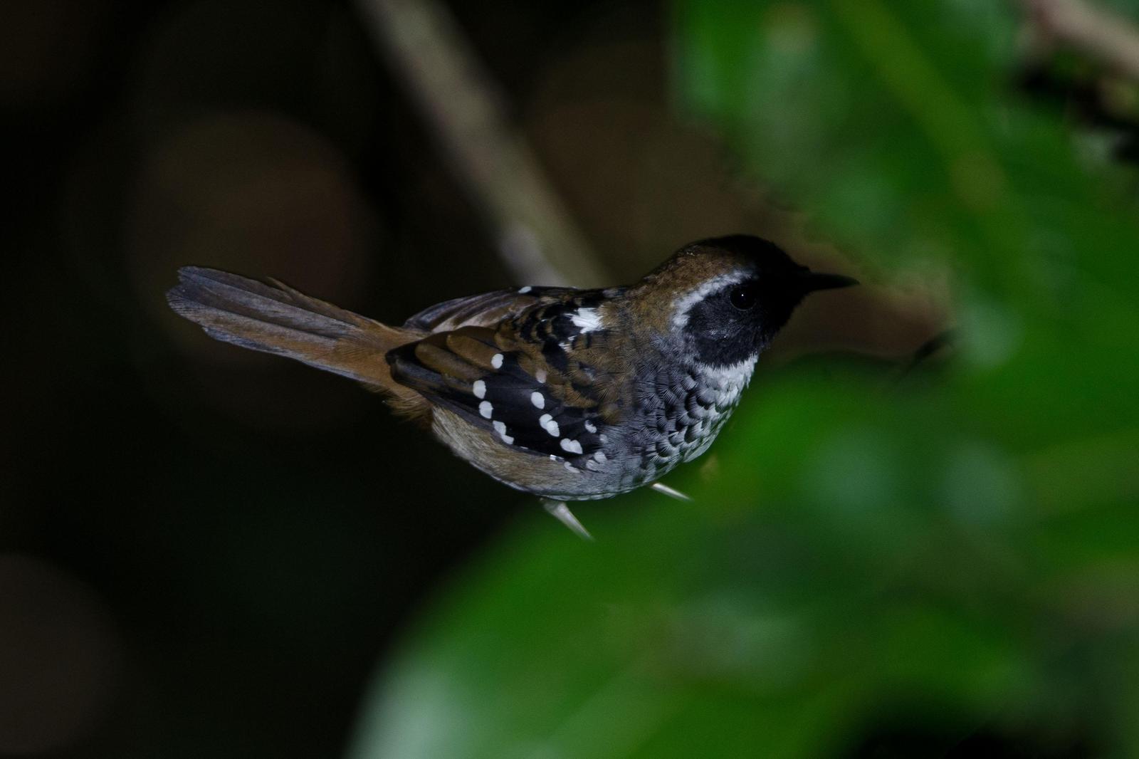 Squamate Antbird Photo by Evaldo Cesari de Oliveira Jr