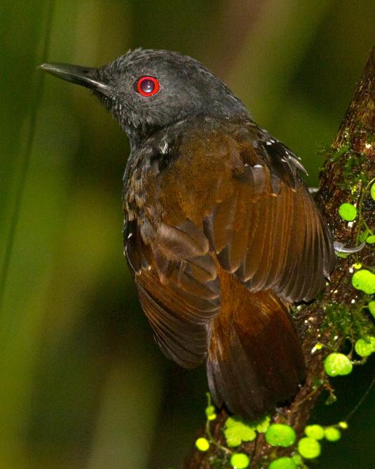 Dull-mantled Antbird Photo by Tiffany Kersten