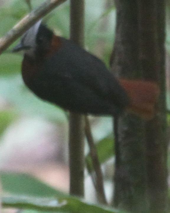 White-plumed Antbird Photo by Kent Fiala