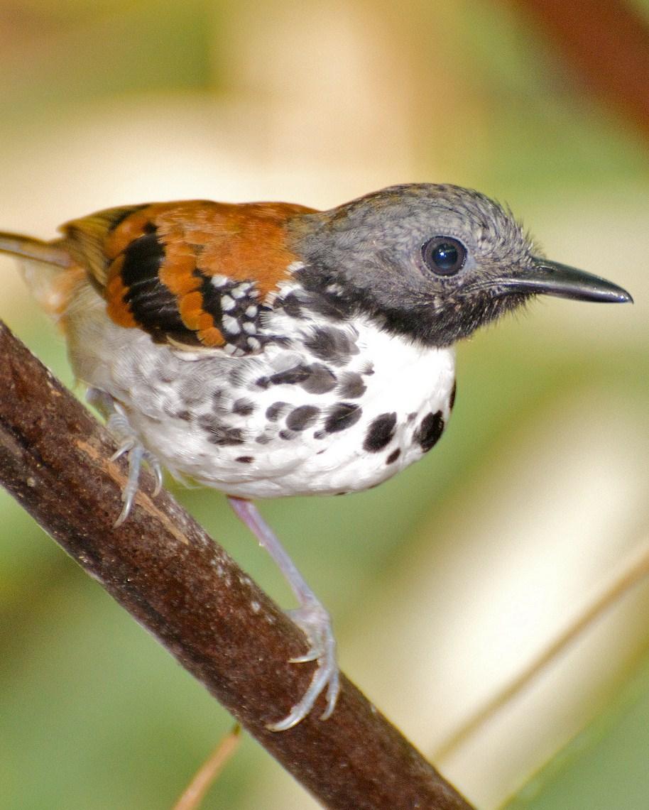 Spotted Antbird Photo by Christian Nunes