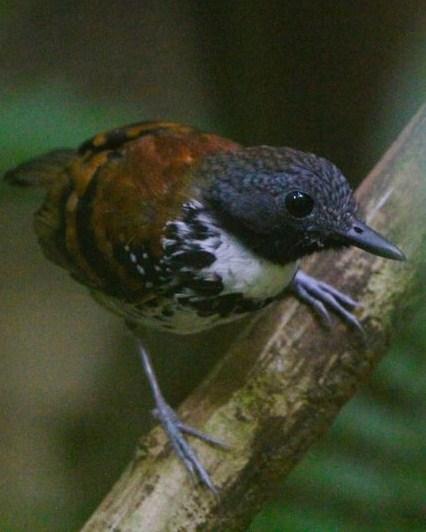 Spotted Antbird Photo by Michael L. P. Retter