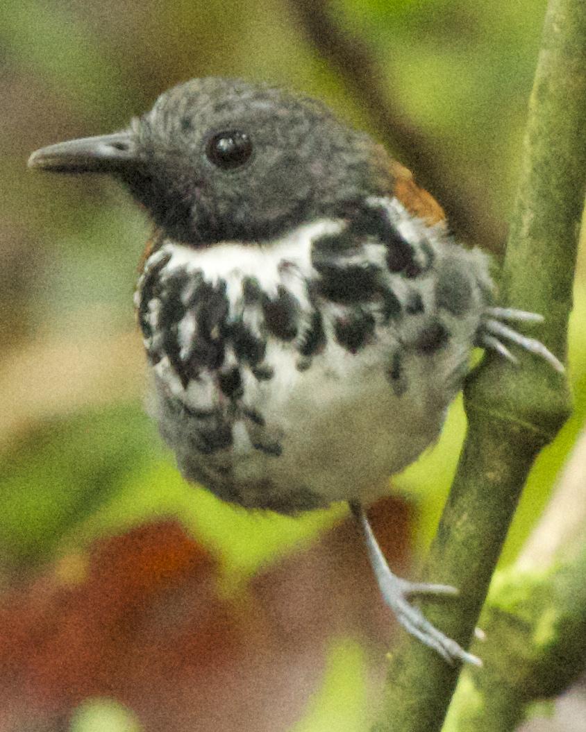 Spotted Antbird Photo by Mark Baldwin