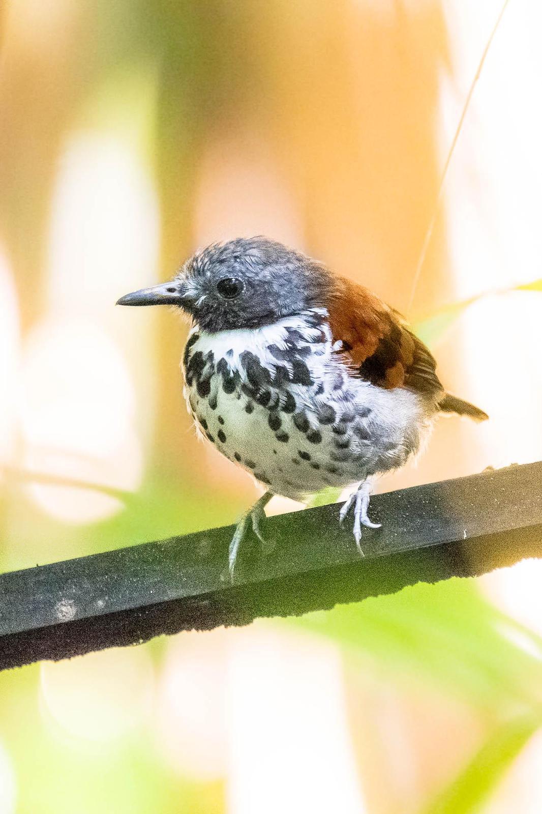 Spotted Antbird Photo by Denis Rivard
