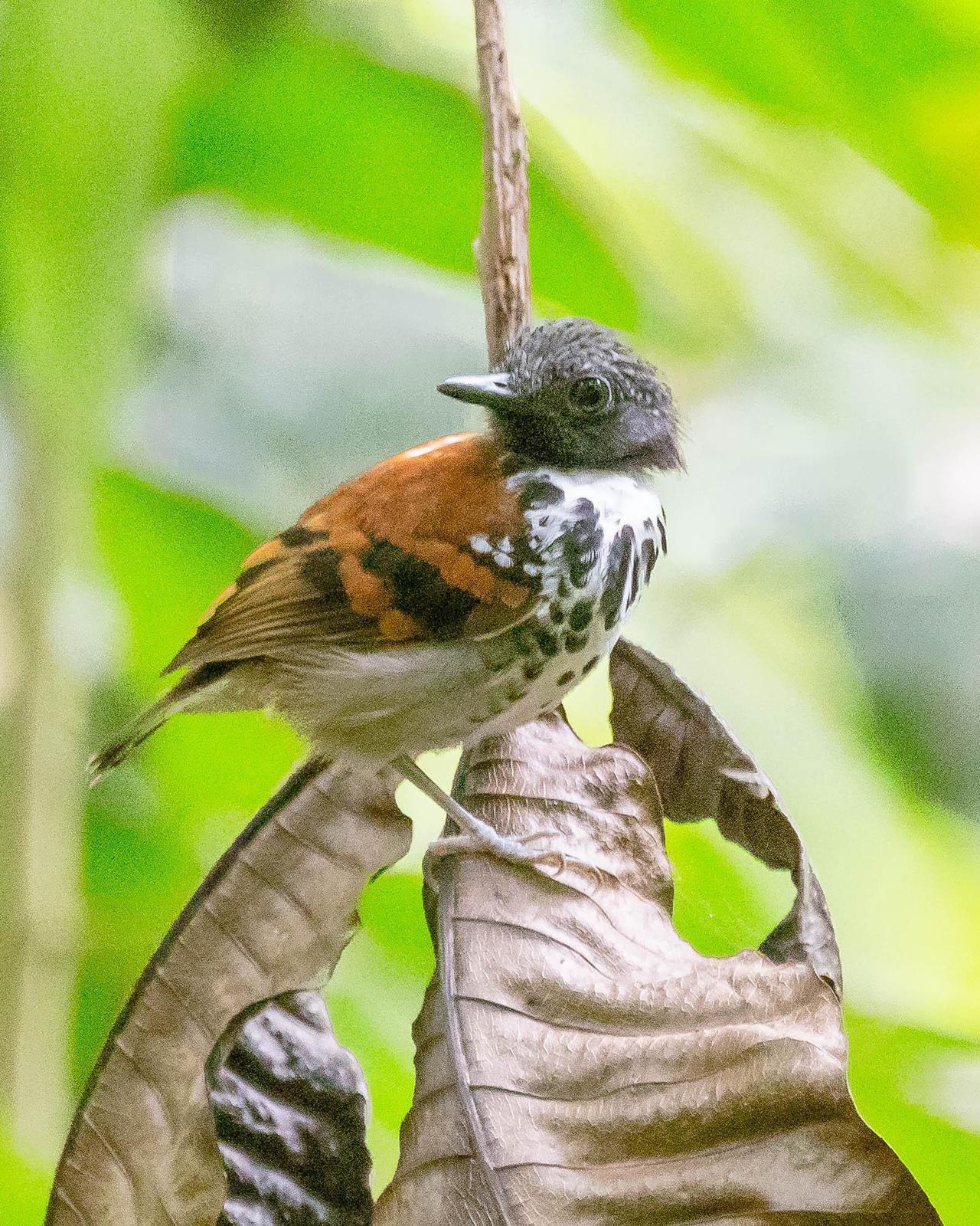 Spotted Antbird Photo by Denis Rivard