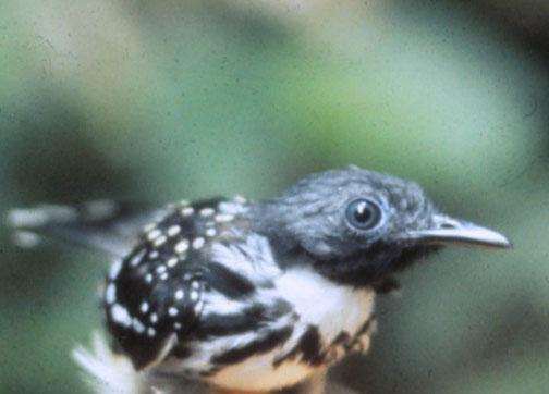 Spot-backed Antbird Photo by Dan Tallman