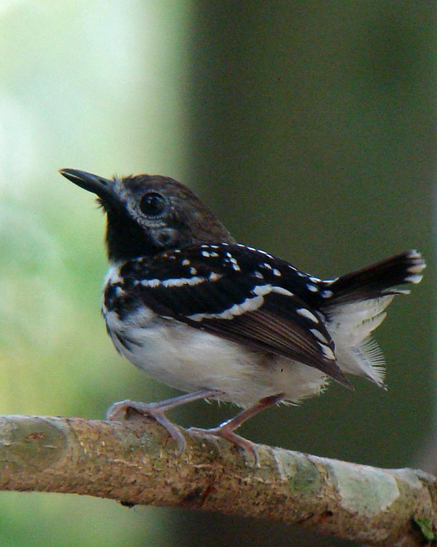 Dot-backed Antbird Photo by Marcelo Padua
