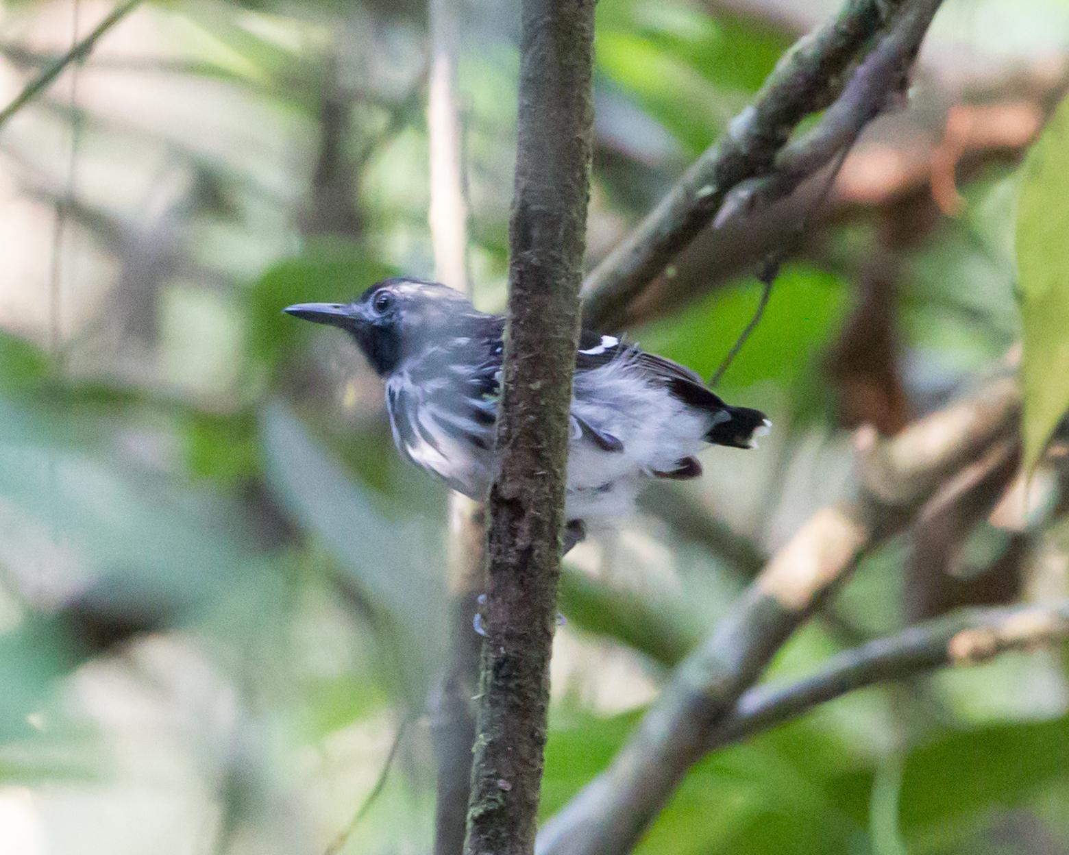 Dot-backed Antbird Photo by Kevin Berkoff
