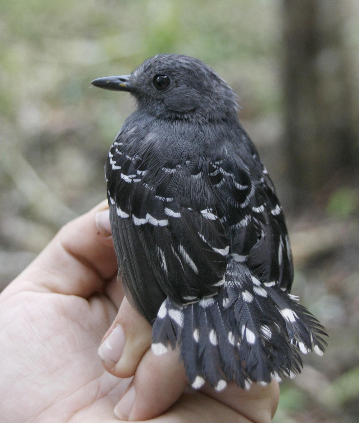 Common Scale-backed Antbird Photo by Oscar Johnson
