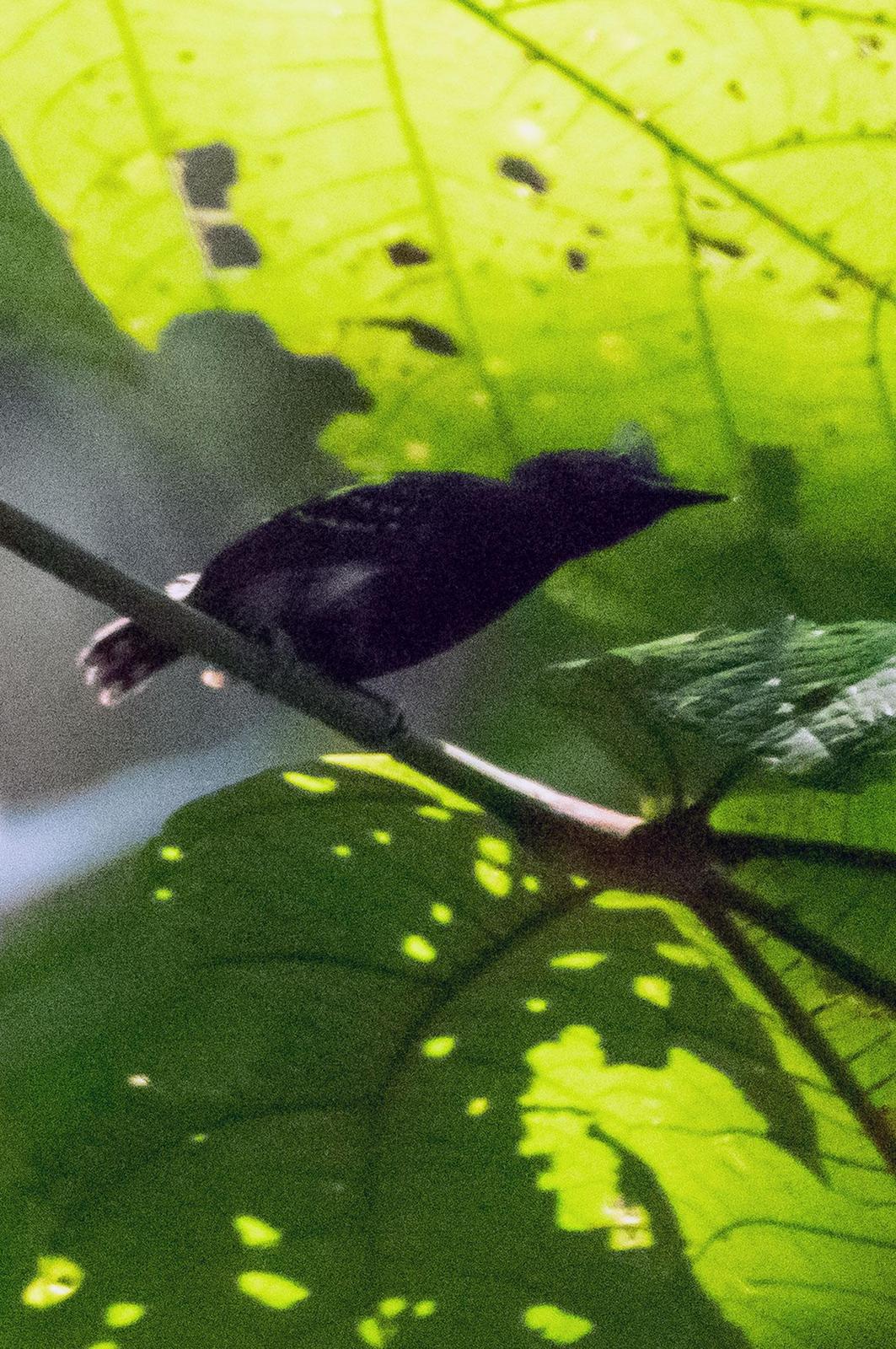 Common Scale-backed Antbird Photo by Phil Kahler