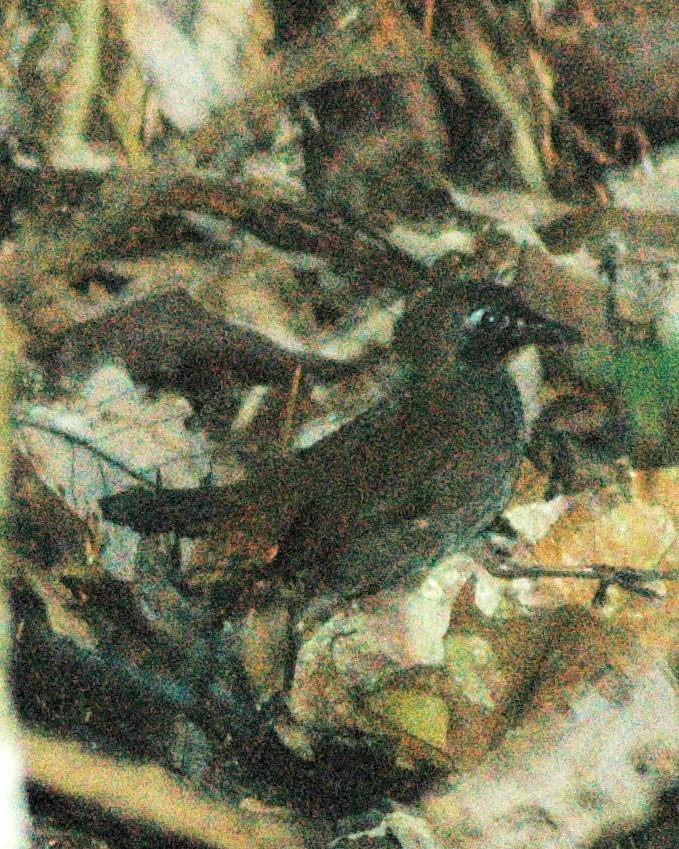 Black-faced Antthrush Photo by David Hollie