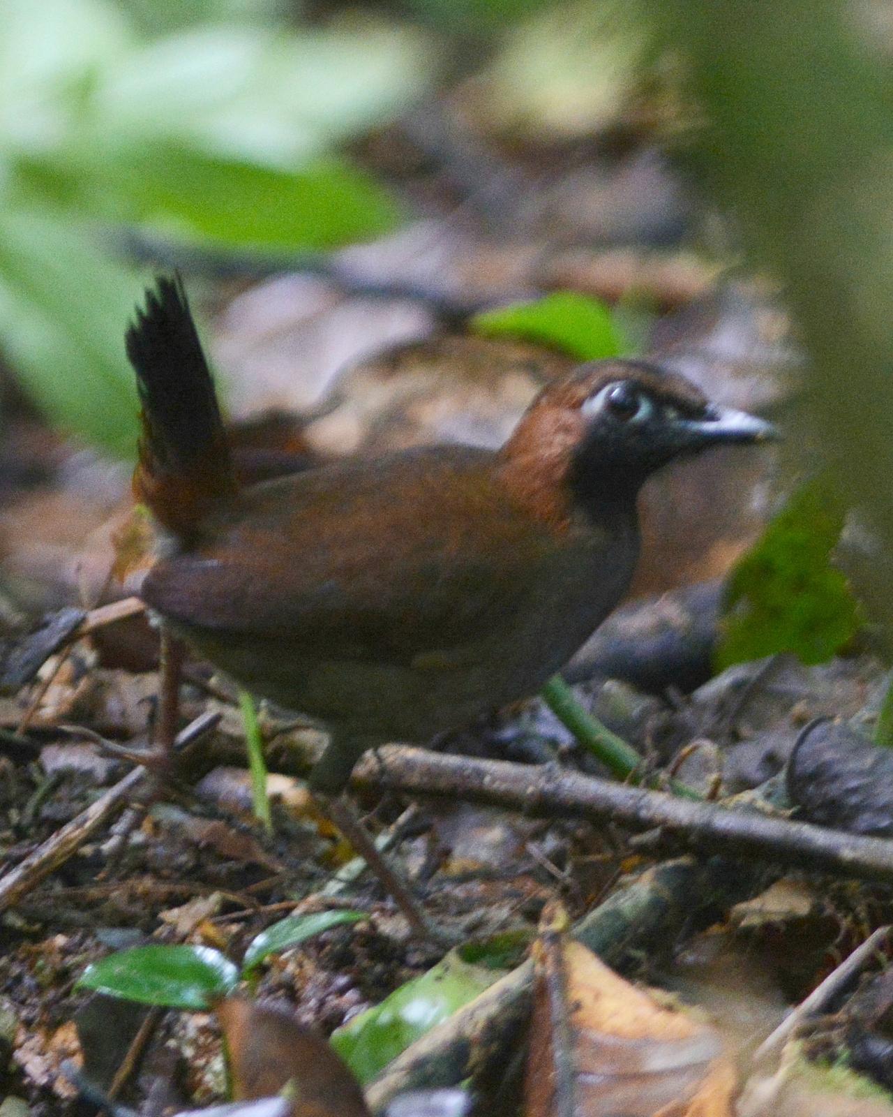 Black-faced Antthrush (Central American) Photo by David Hollie
