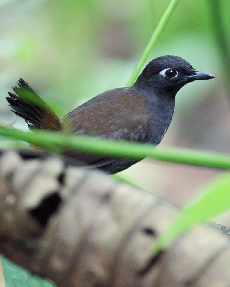 Black-headed Antthrush Photo by Nick Athanas