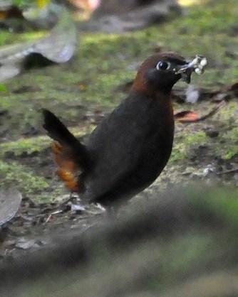 Rufous-breasted Antthrush Photo by Lev Frid