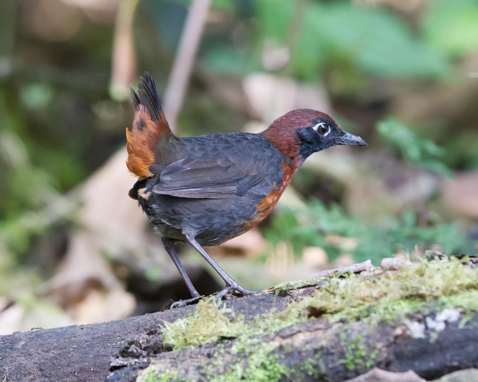 Rufous-breasted Antthrush Photo by Kevin Berkoff