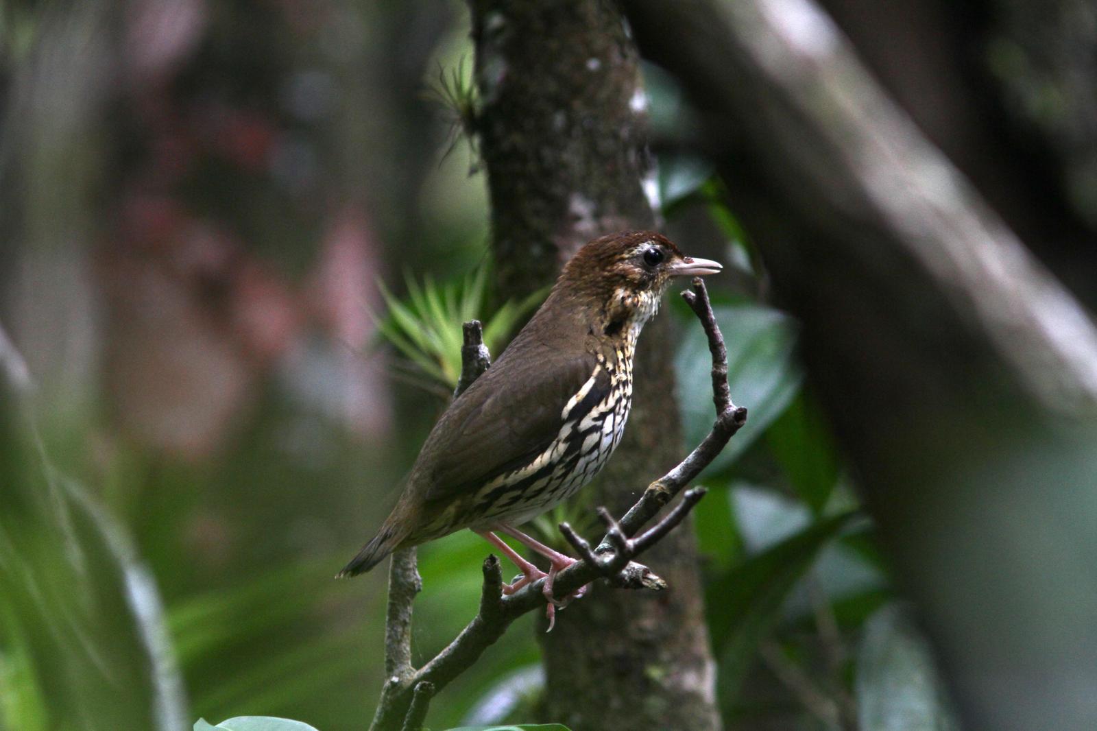 Short-tailed Antthrush Photo by Marcelo Padua