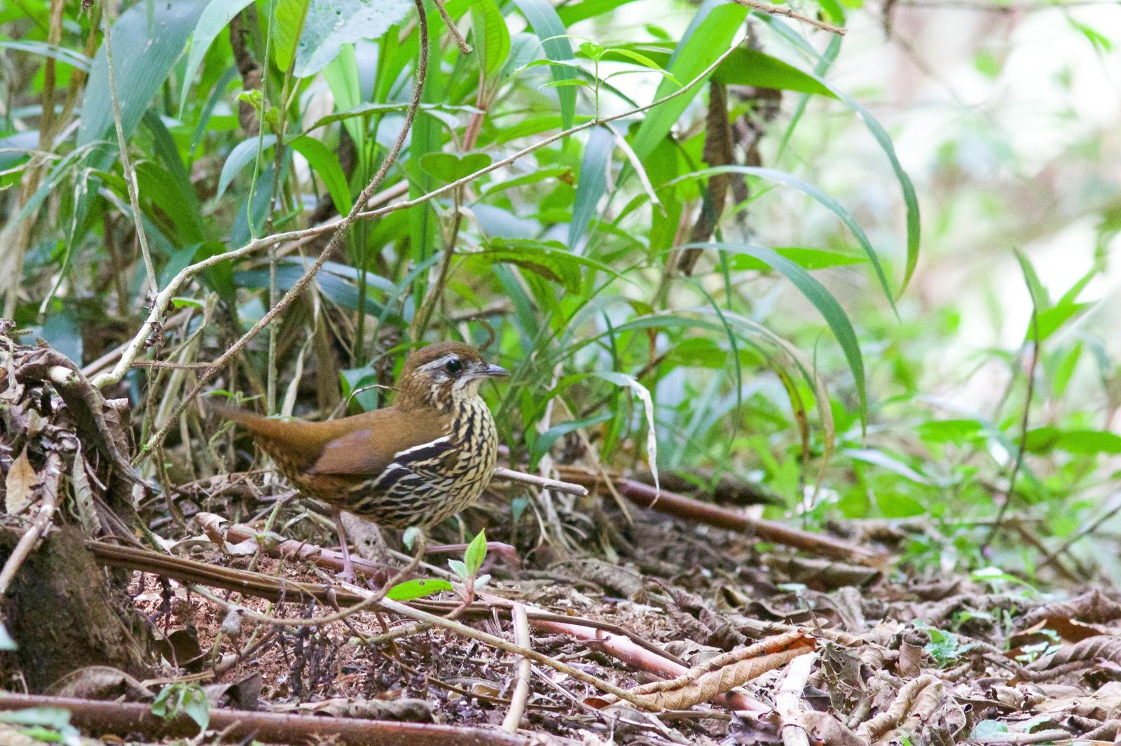 Rufous-tailed Antthrush Photo by Marcelo Padua